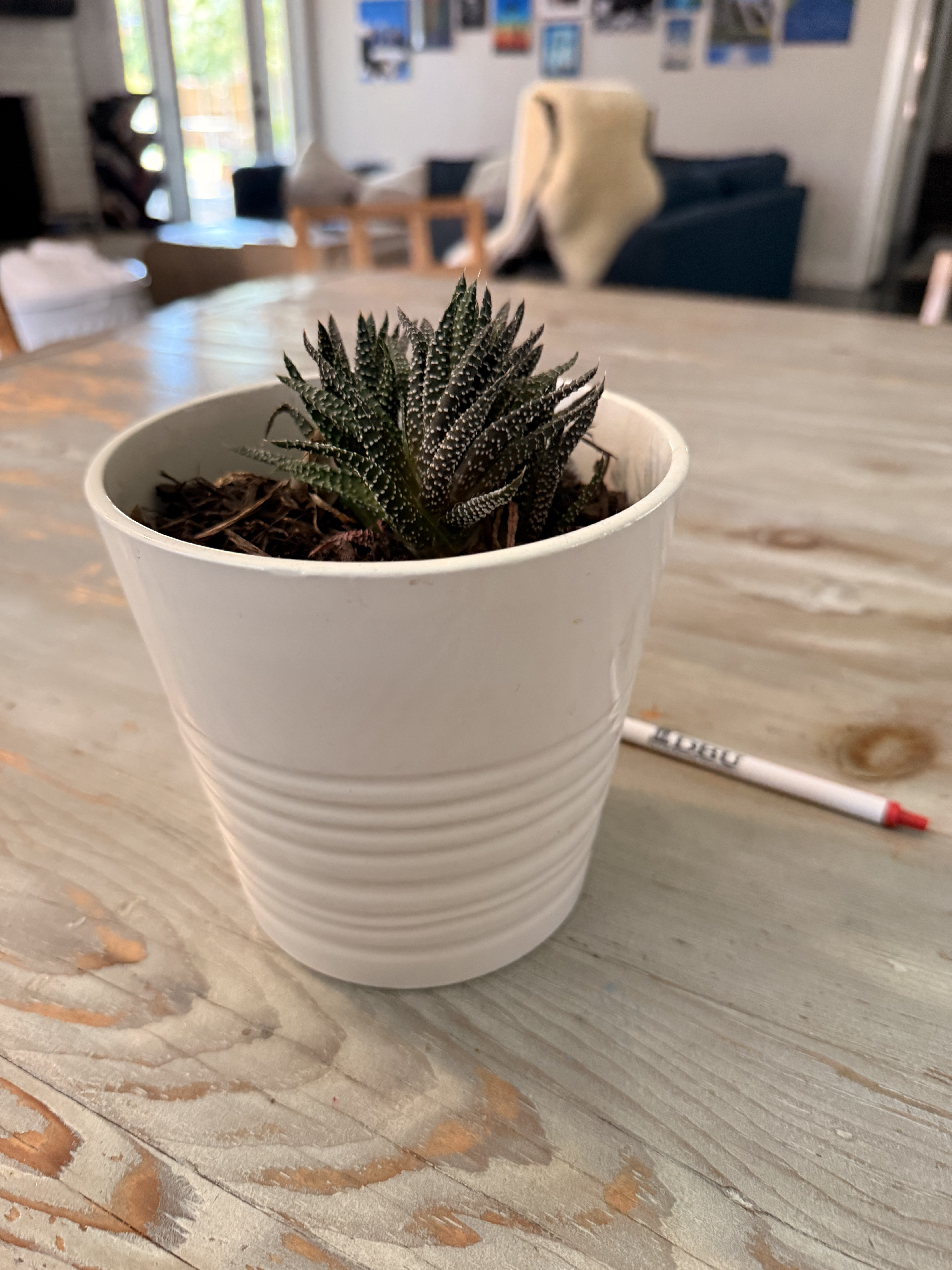 Potted Haworthia Succulent original photo